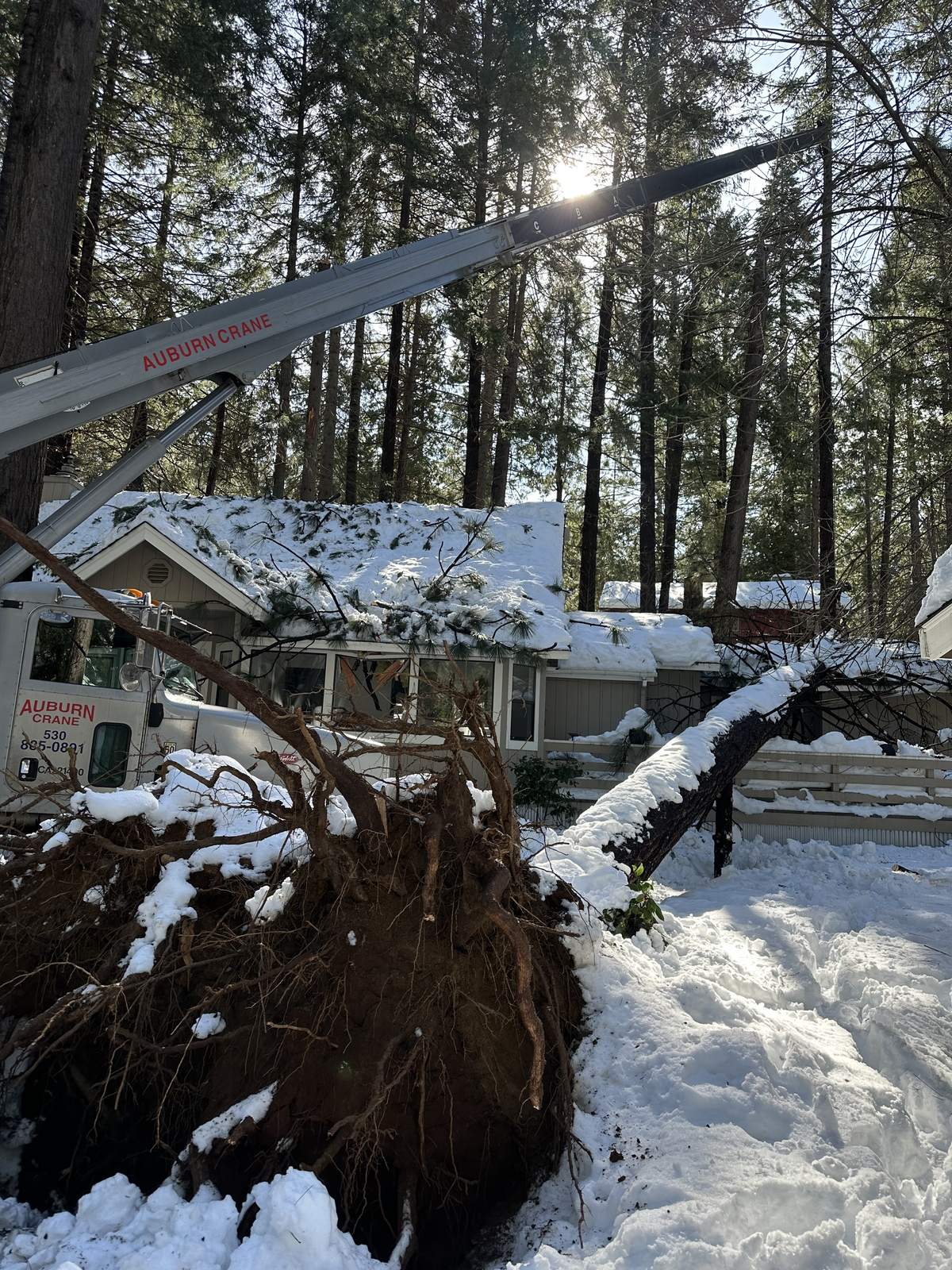 Crane tree removal operation Auburn CA