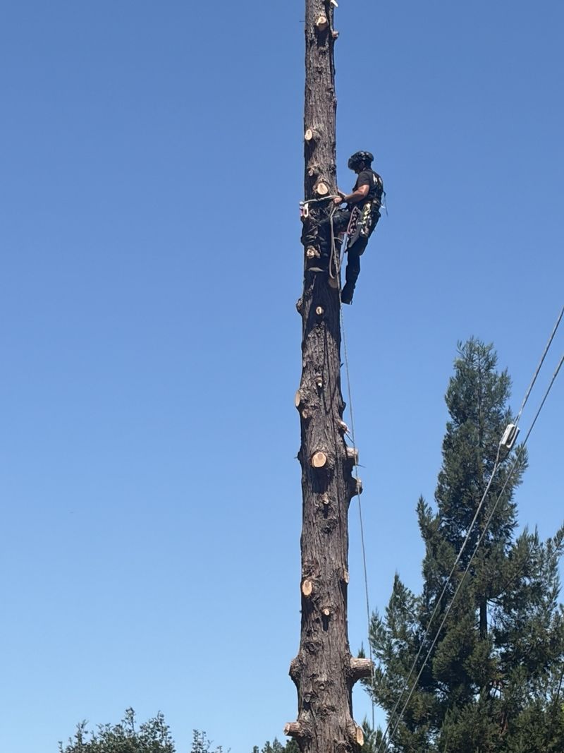 ISA Certified Arborist David Powell climbing and limbing a tall tree trunk