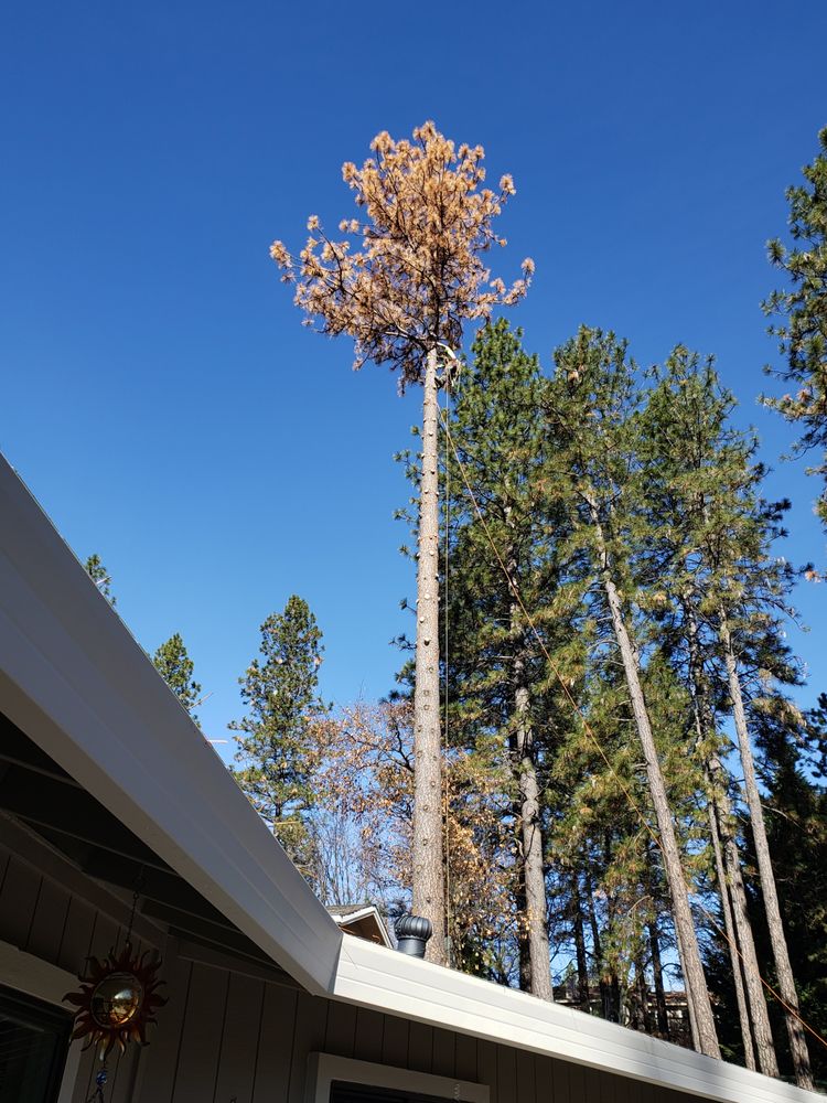 Dead tree removal service Placer County