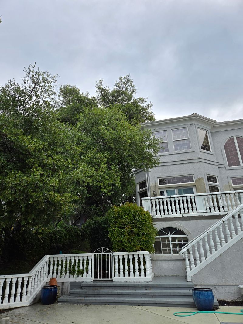 Before tree work: dense tree canopy crowding the back of a Los Gatos home