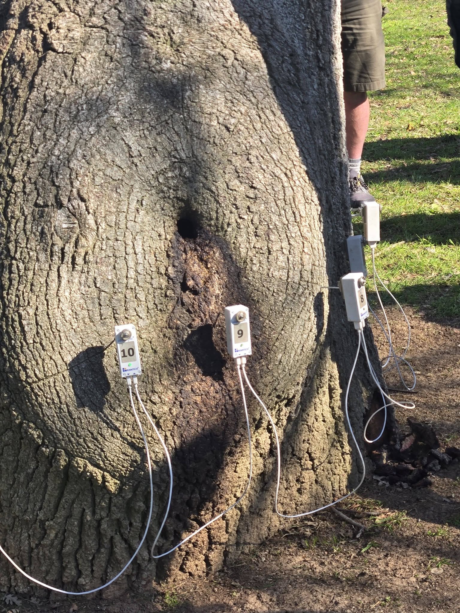Plant health care resistograph tree assessment