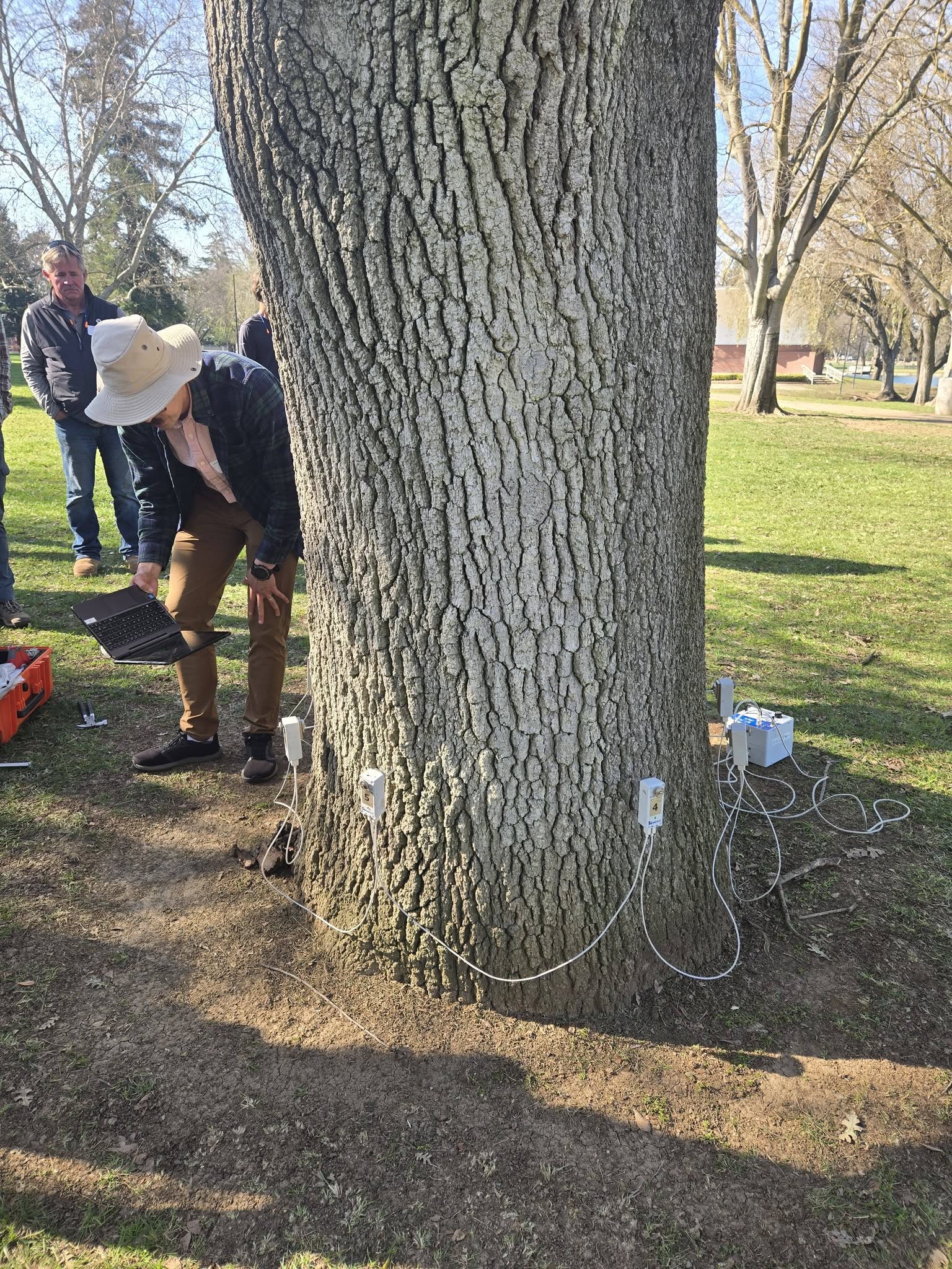 Resistograph assessment Nevada County arborist