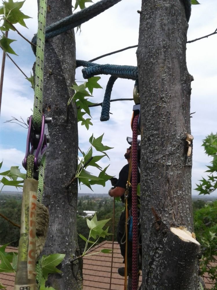 David Powell rope systems technical tree work