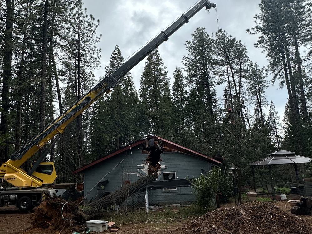 Yellow crane extended over the same damaged house during a crane-assisted removal of the fallen pine, with wood chips covering the yard