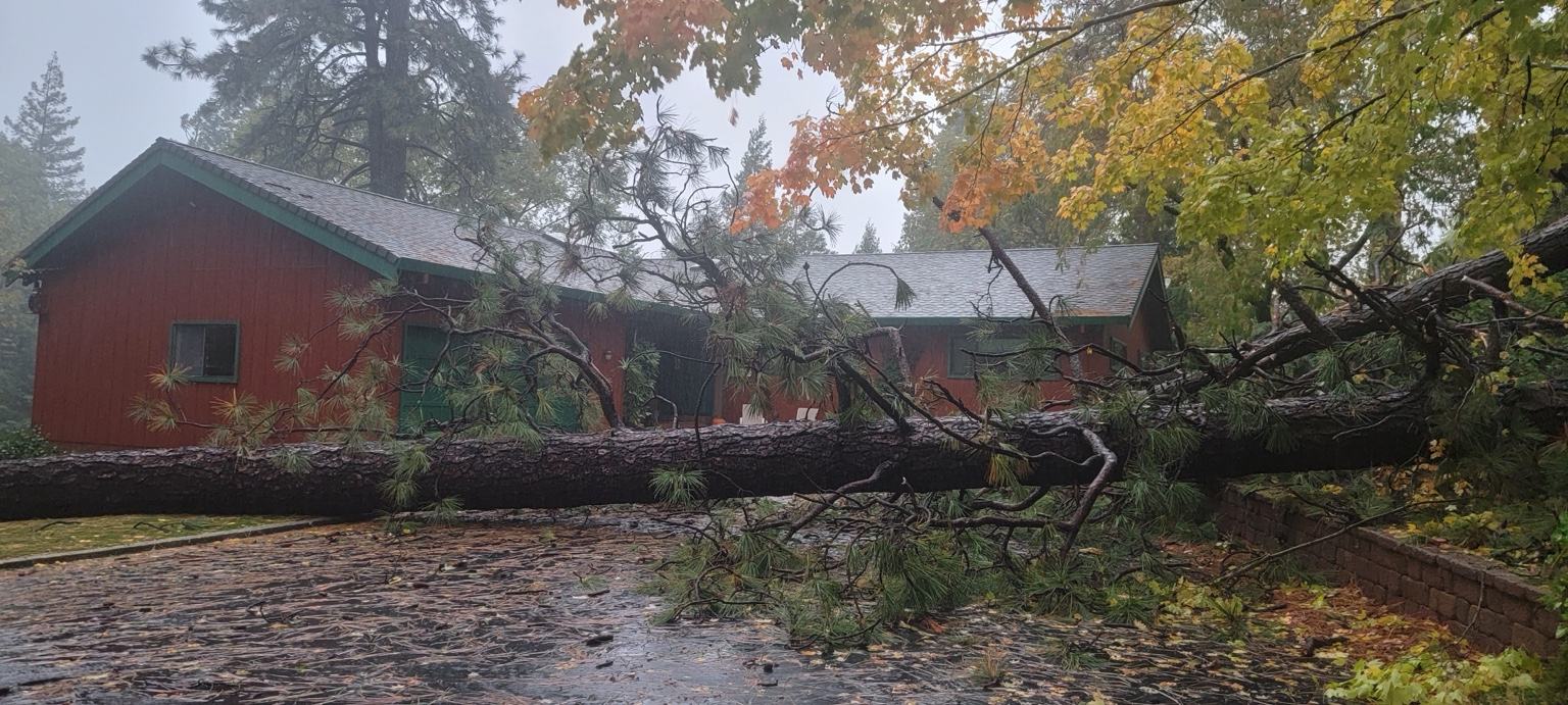 Large pine fallen across a wet residential driveway in front of a red house during a rainy fall storm