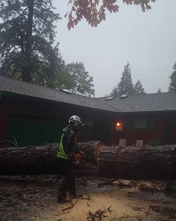 Powell Arbor Solutions crew member in a hard hat and safety vest cutting a large fallen pine in front of a home on a rainy evening