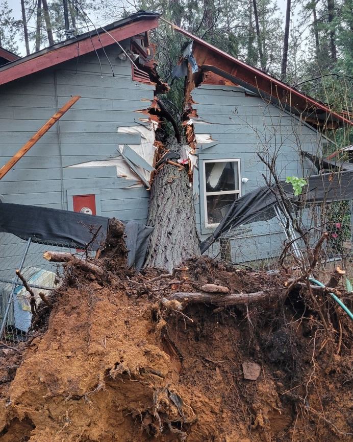 Large pine uprooted against a blue-gray house, its trunk splitting the siding and roofline above a torn-up root plate and exposed soil