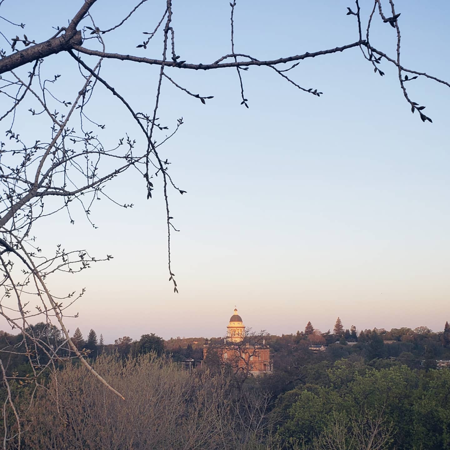 Tree pruning Auburn courthouse