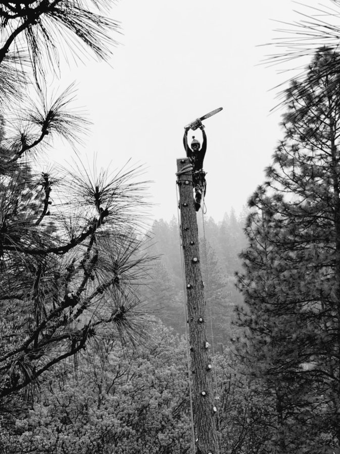 David Powell performing tree removal