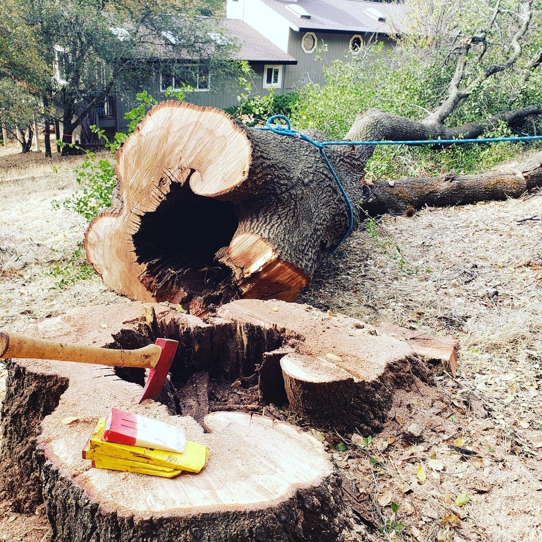 Controlled tree drop removal