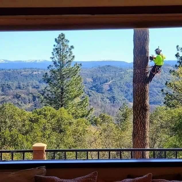 Tree removal view from client's home