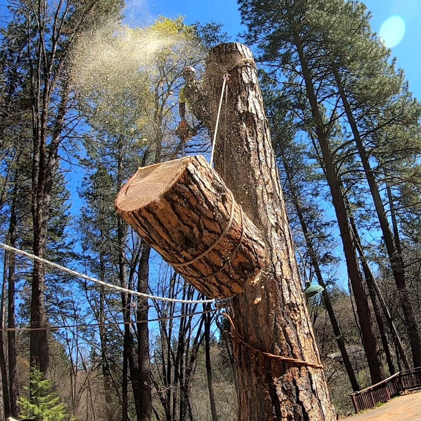 Professional tree removal rigging Nevada County