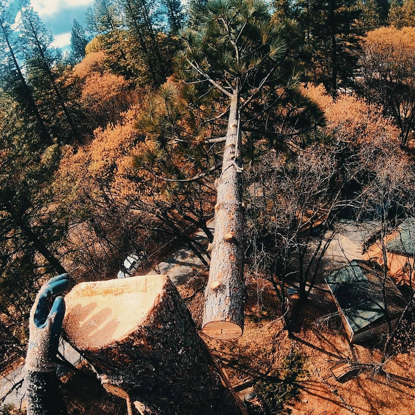 Tree removal top flop technique Grass Valley